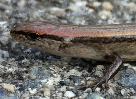 Ground Skink